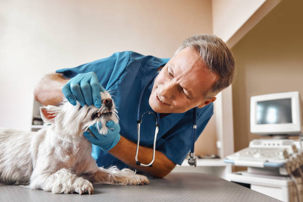 Best Emergency Dentist for Special Needs Patients in Hartsdale, NY